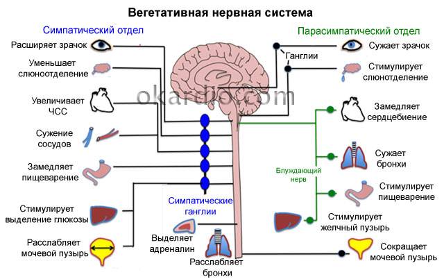 вегетативная нервная система