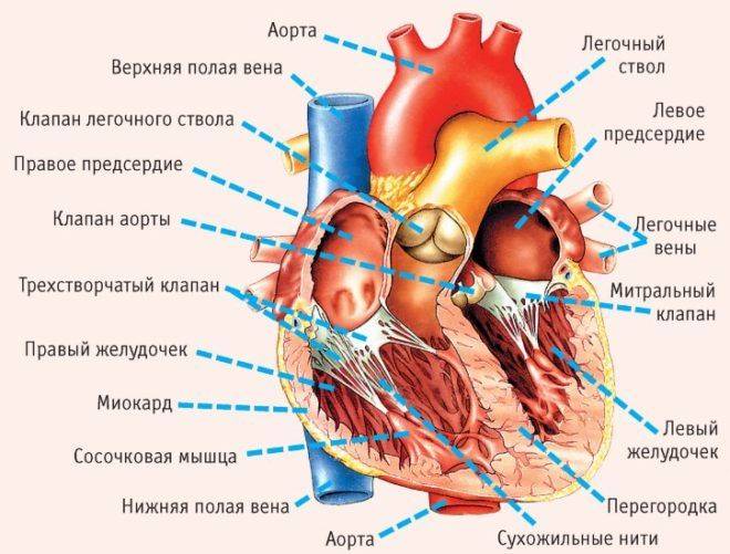 Строение сердца