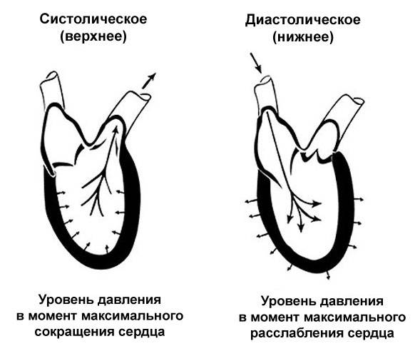 диастолическое и систолическое артериальное давление