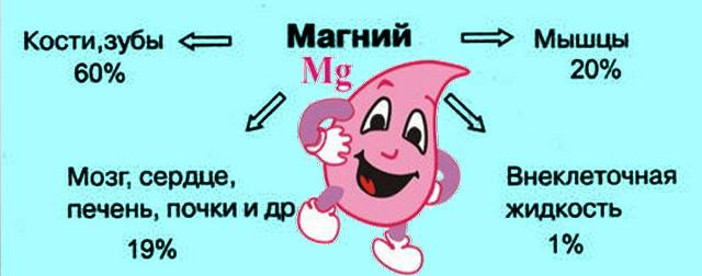 где содержится магний в организме