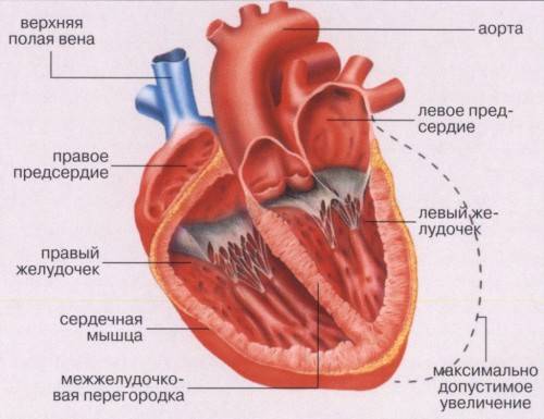 строение сердца