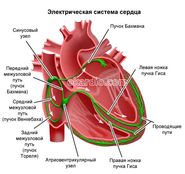 электрическая система сердца