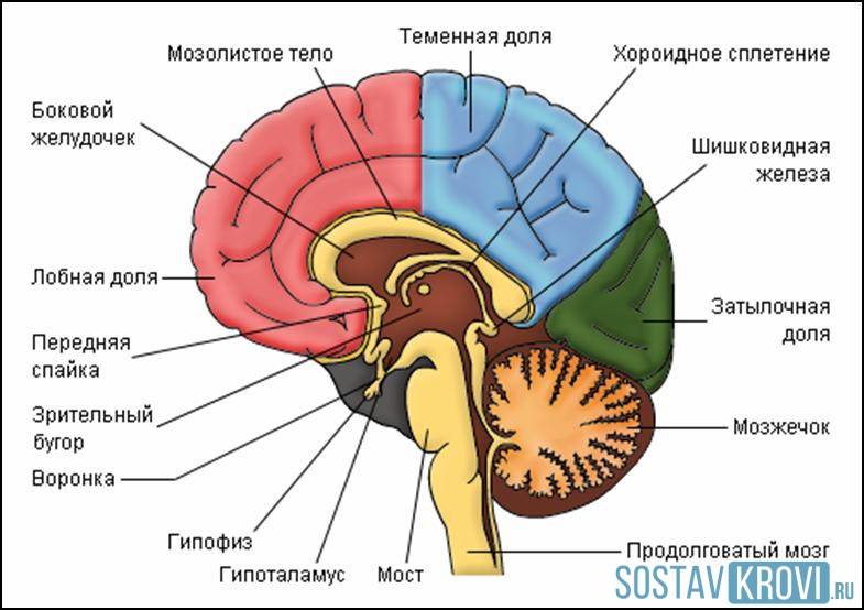 Анатомические отделы