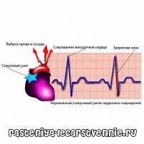 Синусовый ритм сердца - что это значит, норма у взрослых и ребенка