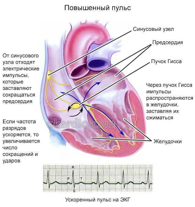 повышенный пульс