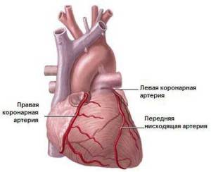 сердце