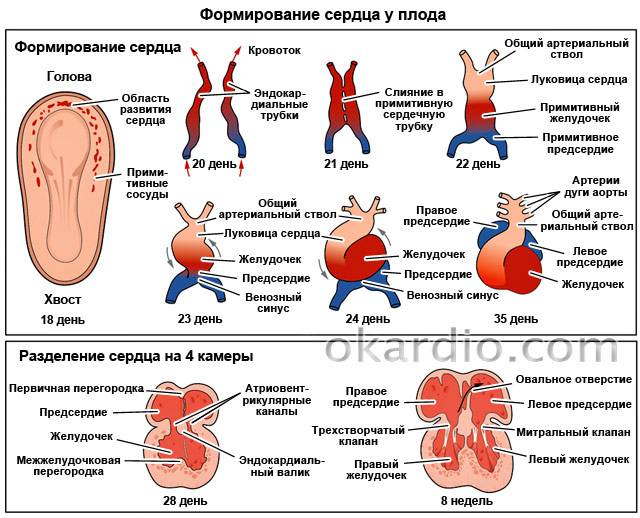 формирование сердца у плода