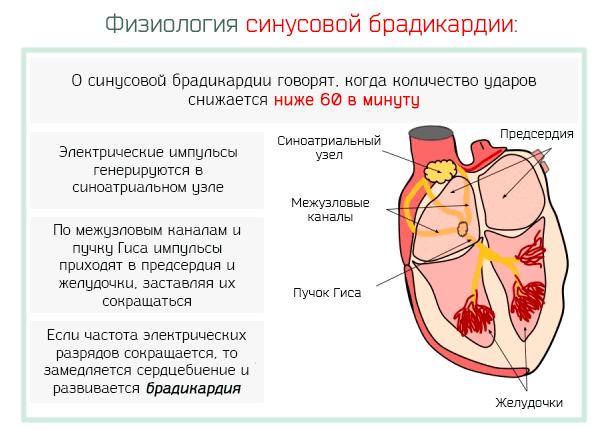 Физиология синусовой брадикардии