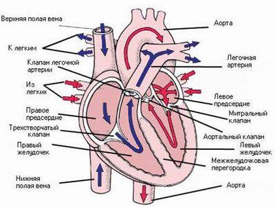 Схема работы сердца Схема работы сердца
