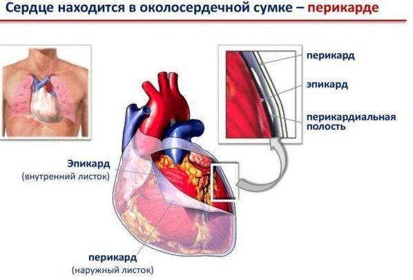 Эндокард сердечной верхушки