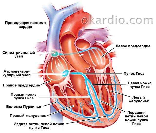 проводящая система сердца
