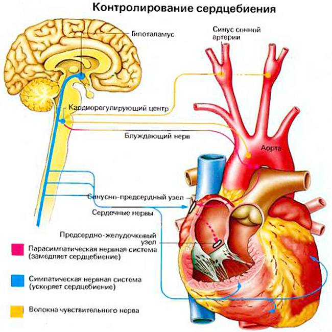 Физиология учащения сердцебиения