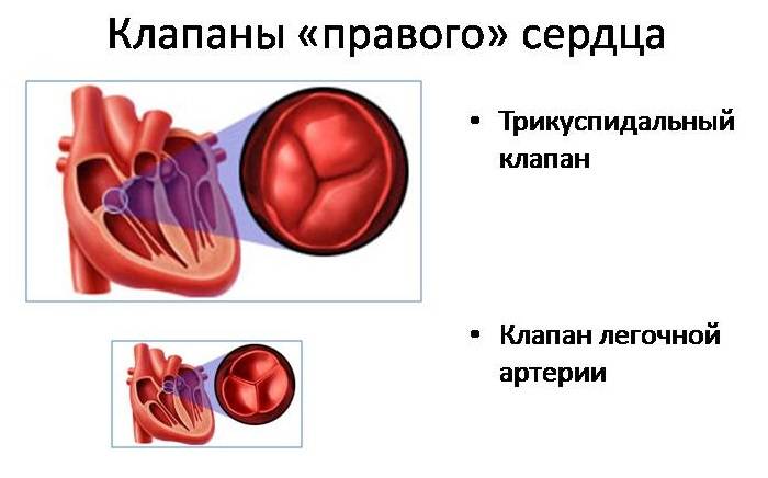 Трикуспидальный клапан Трикуспидальный клапан