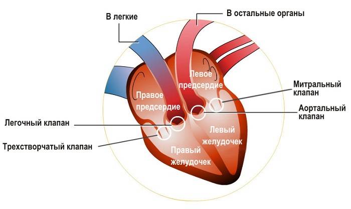 Строение сердца