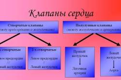 Перечень клапанов сердца