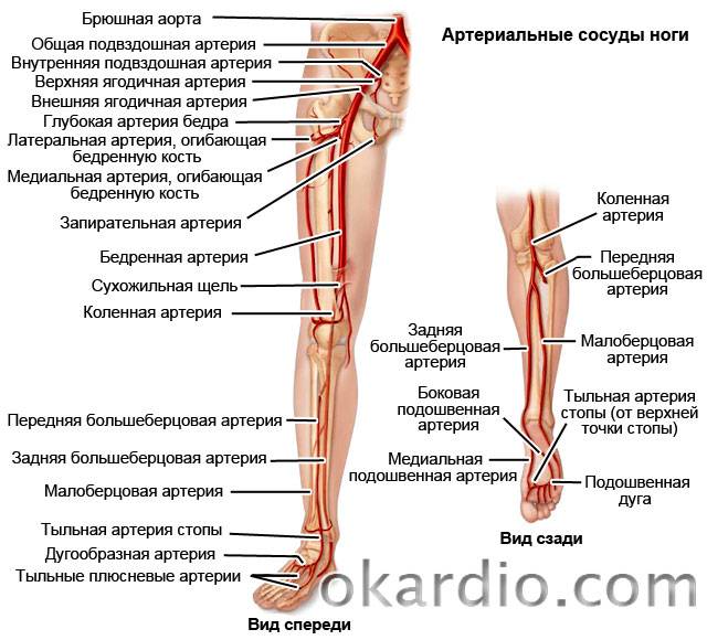 артериальные сосуды ноги