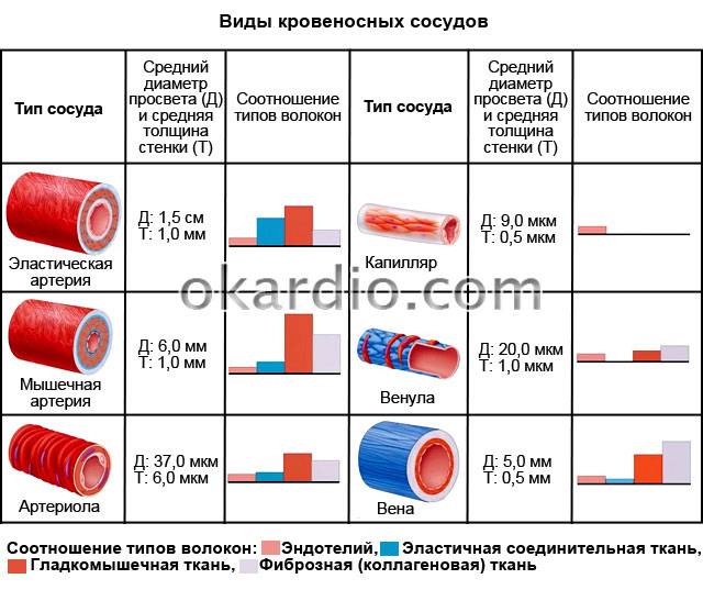 виды кровеносных сосудов