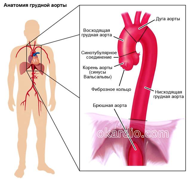 анатомия грудной аорты