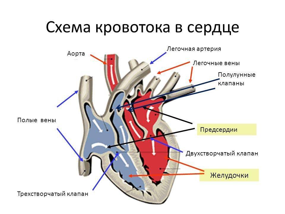 Схема кровотока в сердце