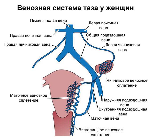 венозная система малого таза у женщин