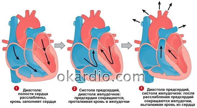 систола и диастола
