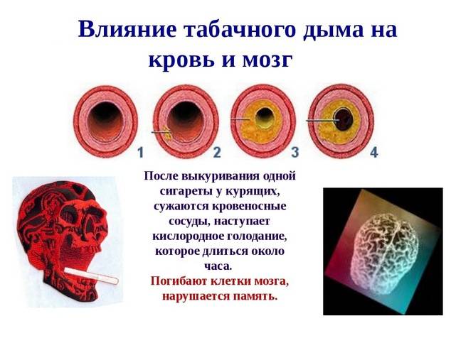 Влияние табачного дыма на мозг и кровь человека Влияние табачного дыма на мозг и кровь