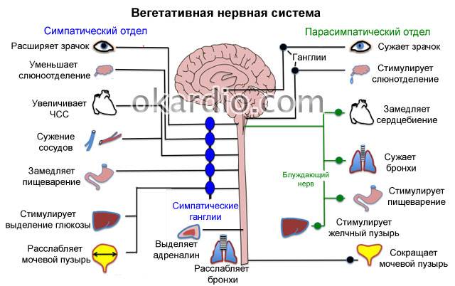 нервная система человека