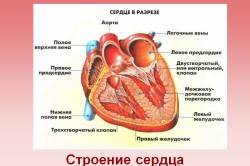 Строение сердца
