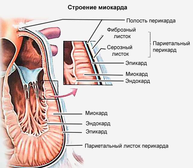 строение миокарда