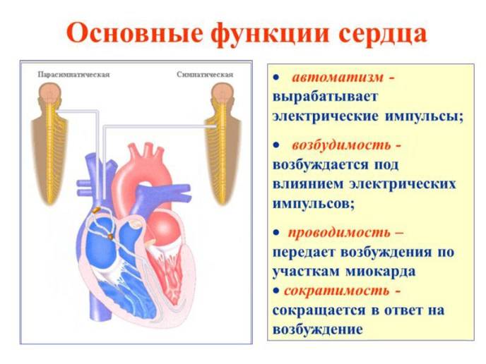 Функции миокарда
