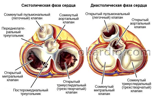 клапаны сердца в систолической и диастолической фазе
