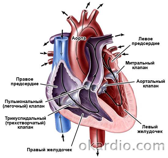 расположение клапанов сердца