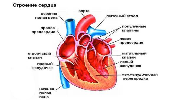 Кальциноз аортального клапана