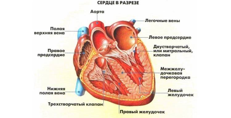 Нормальное сердечное строение и размеры