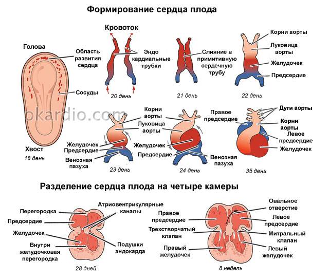 формирование сердца плода по неделям беременности