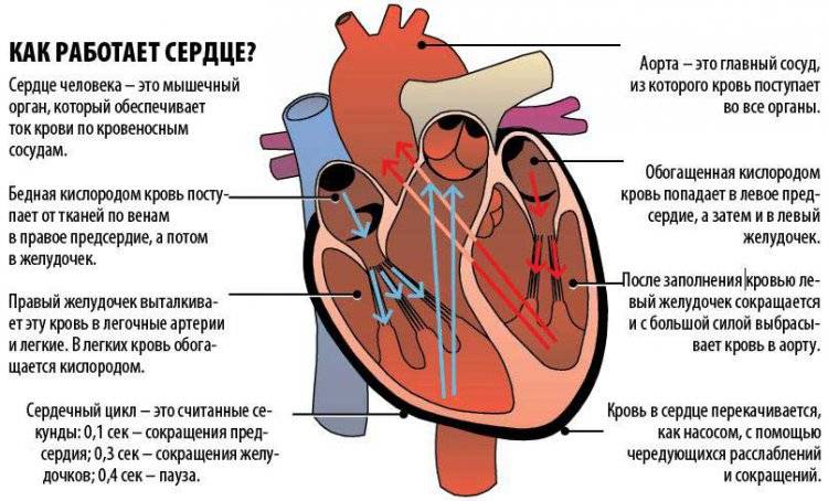 Схема работы сердца