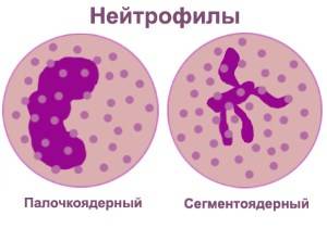 Нейтрофилы - типы