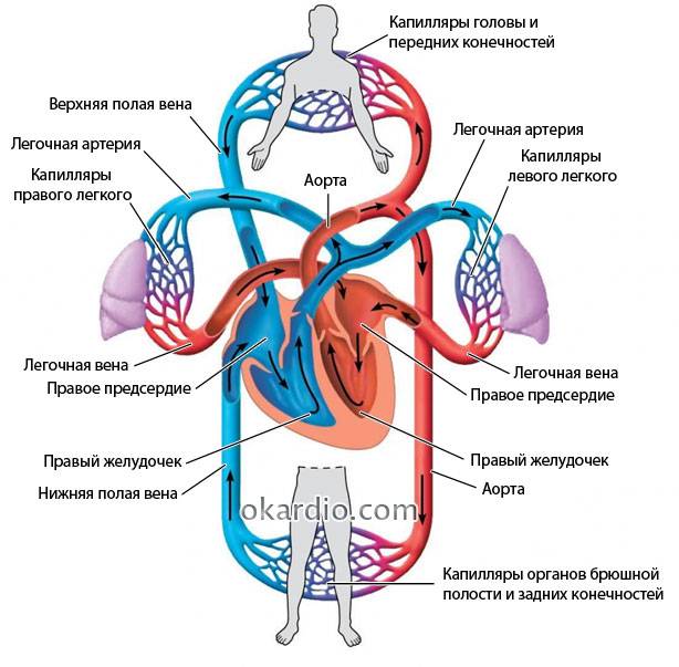 кровеносная система человека
