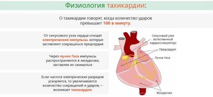 Суть и физиология