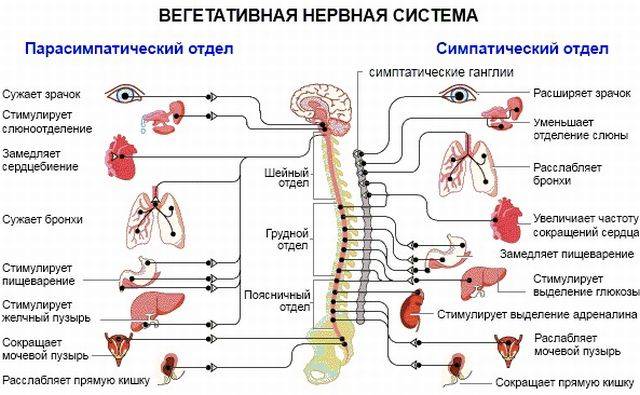 вегетативная система