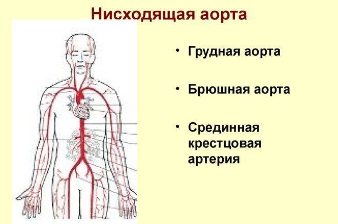 Нисходящая аорта