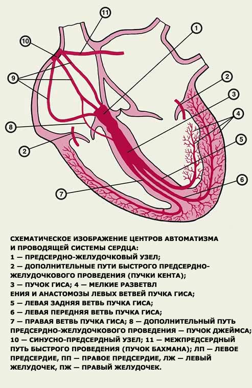 экстрасистолы в сердце опасно ли это
