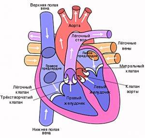 Строение сердца Работа сердца