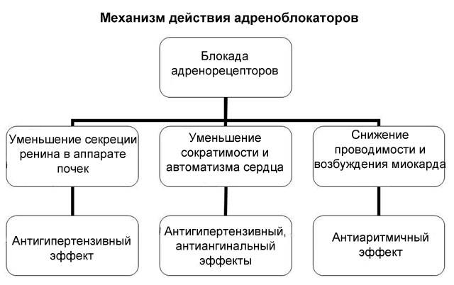 механизм действия адреноблокаторов