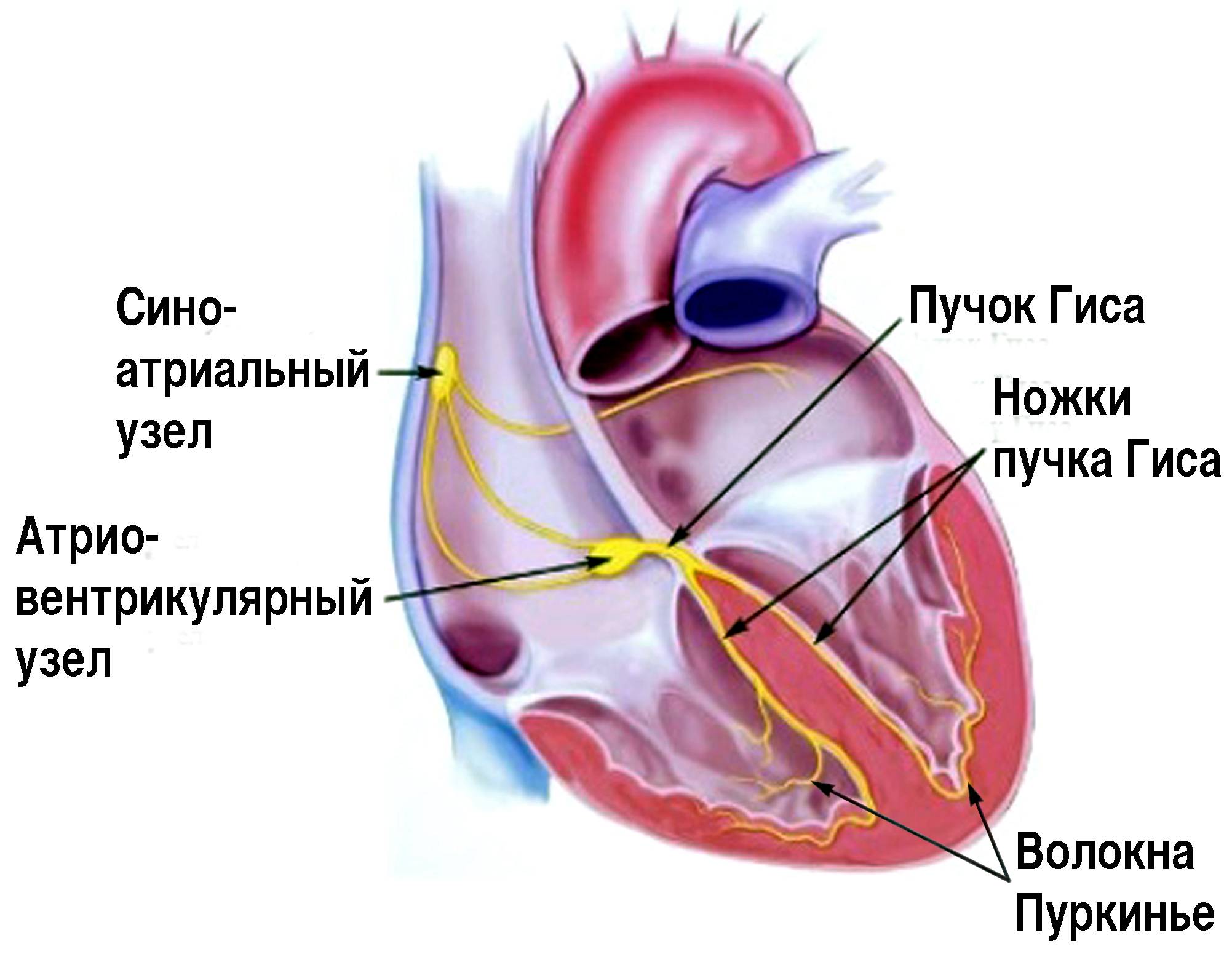 Сердце