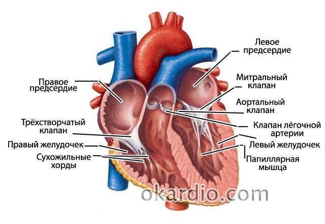 строение сердца