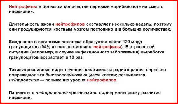 Какие функции выполняют нейтрофилы?