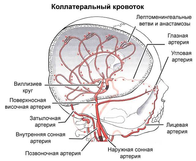 коллатеральный кровоток