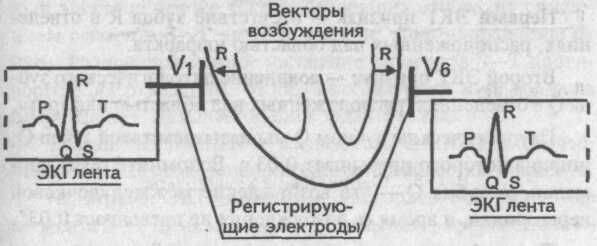 Возбуждение нормального миокарда