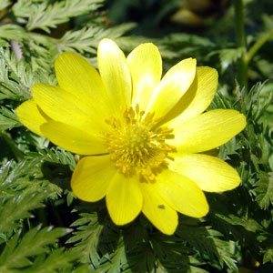 Adonis